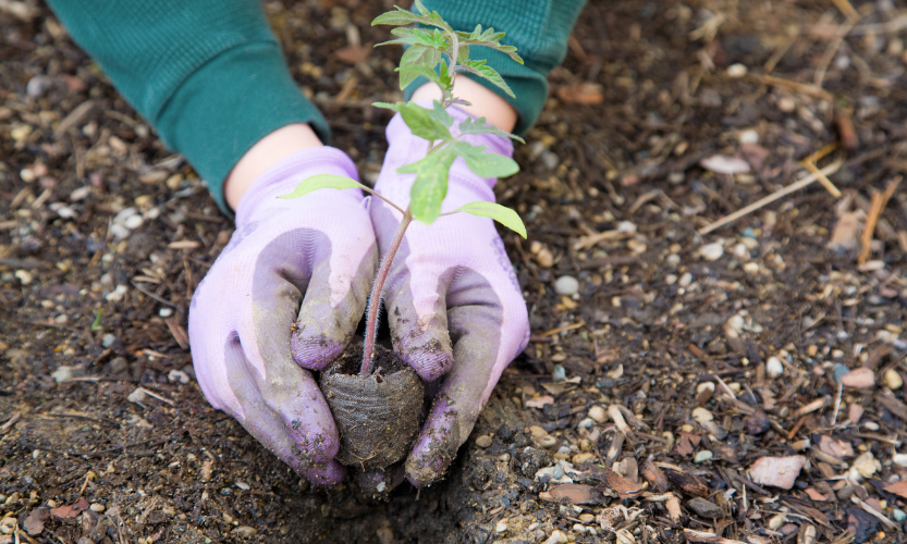 Groene vingers, gelukkig hart: Tuinieren als therapie